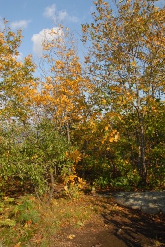 Fall Hike 2011