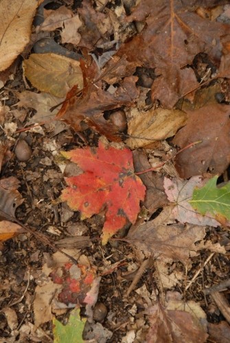 Fall Hike 2011