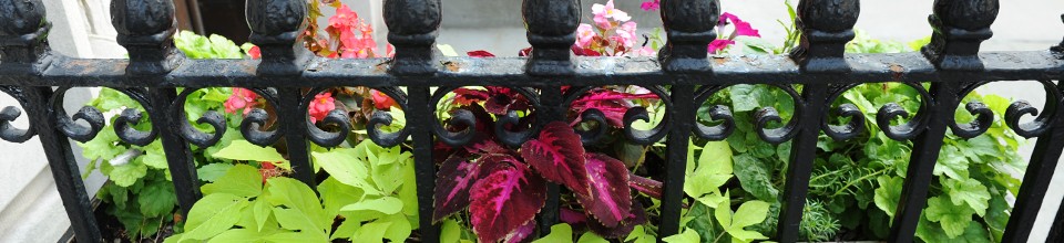 pretty flowers