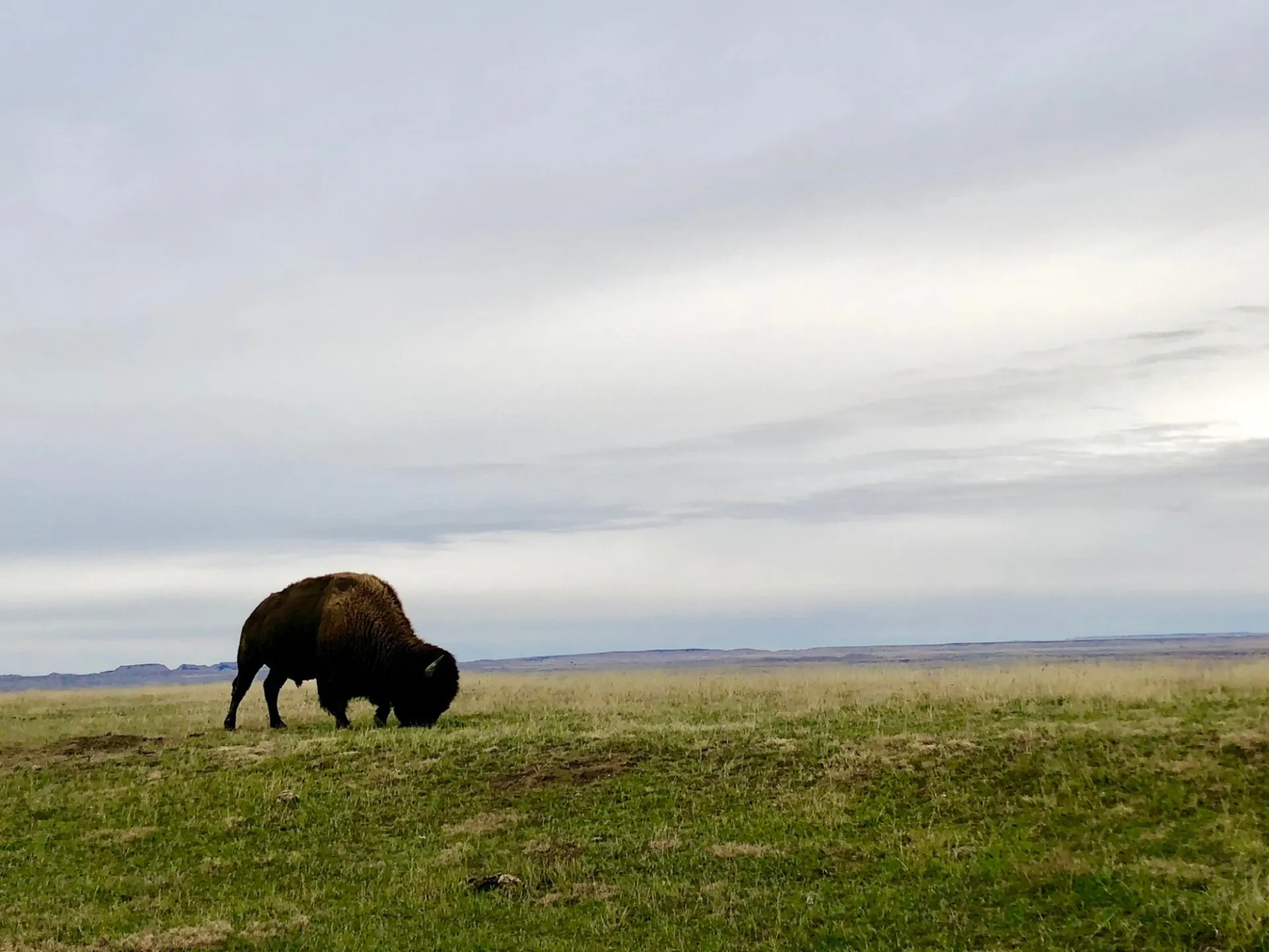 Buffalo